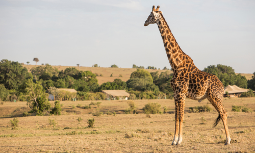 Safari in Kenya 2025