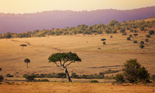 Safari in Kenya 2025