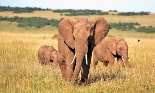 Safari in Kenya: all'interno della Savana