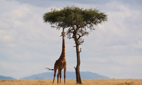 Safari in Kenya: all'interno della Savana