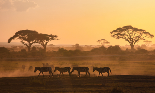 Safari in Kenya: all'interno della Savana