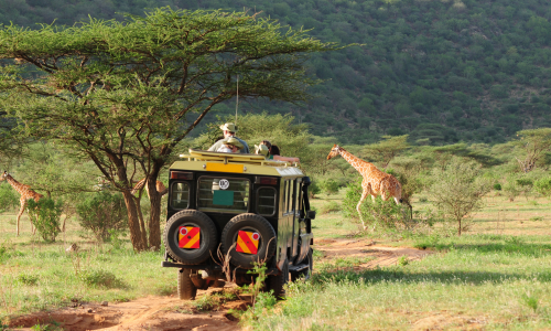 Safari in Kenya: all'interno della Savana